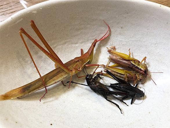 ショウリョウバッタとは 動植物の人気 最新記事を集めました はてな