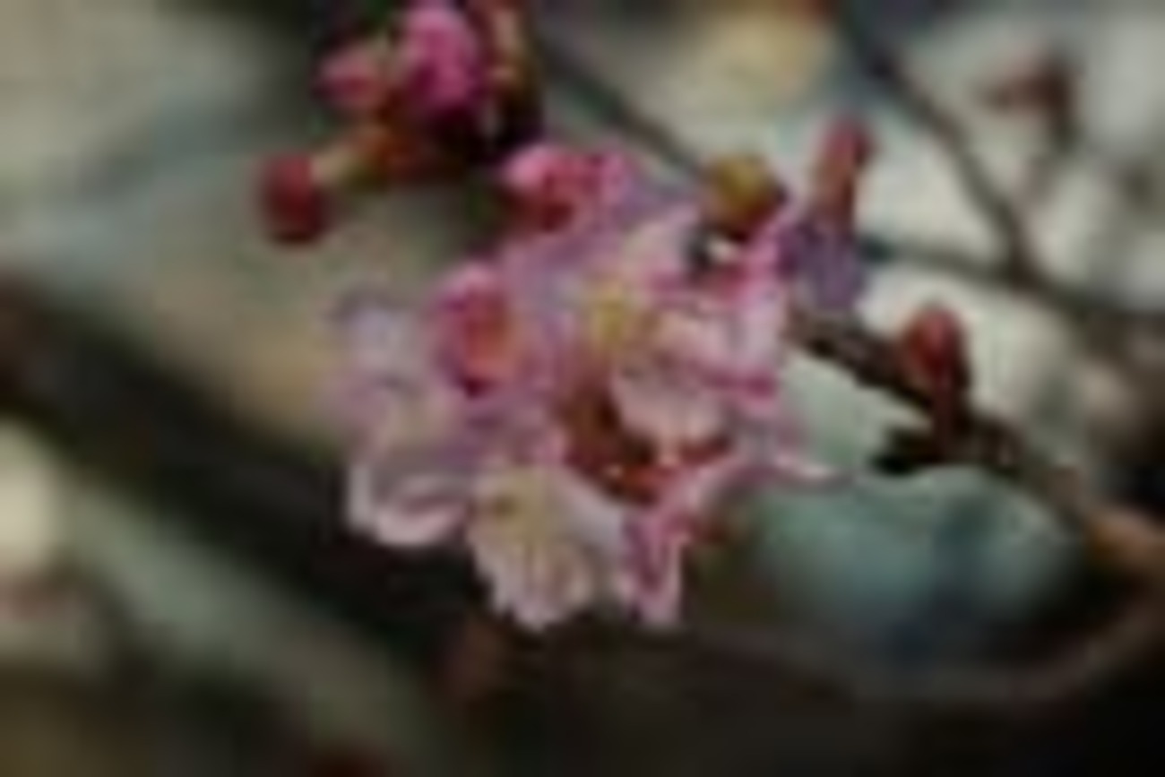 若草公園にて 2021年2月14日 - 四季彩