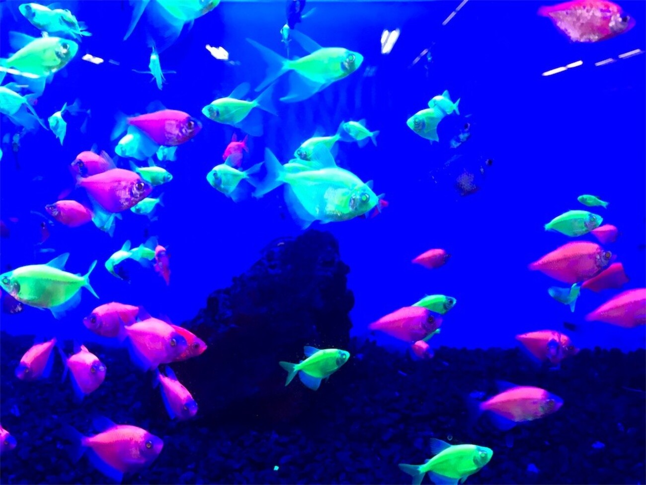 遺伝子組み換えの「光る熱帯魚」 - #あたシモ