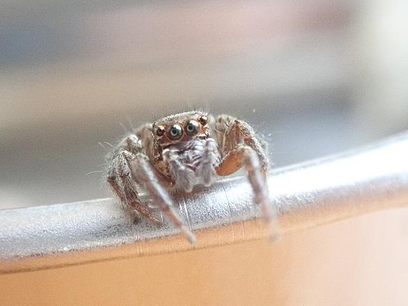 ハエトリグモとは 動植物の人気 最新記事を集めました はてな