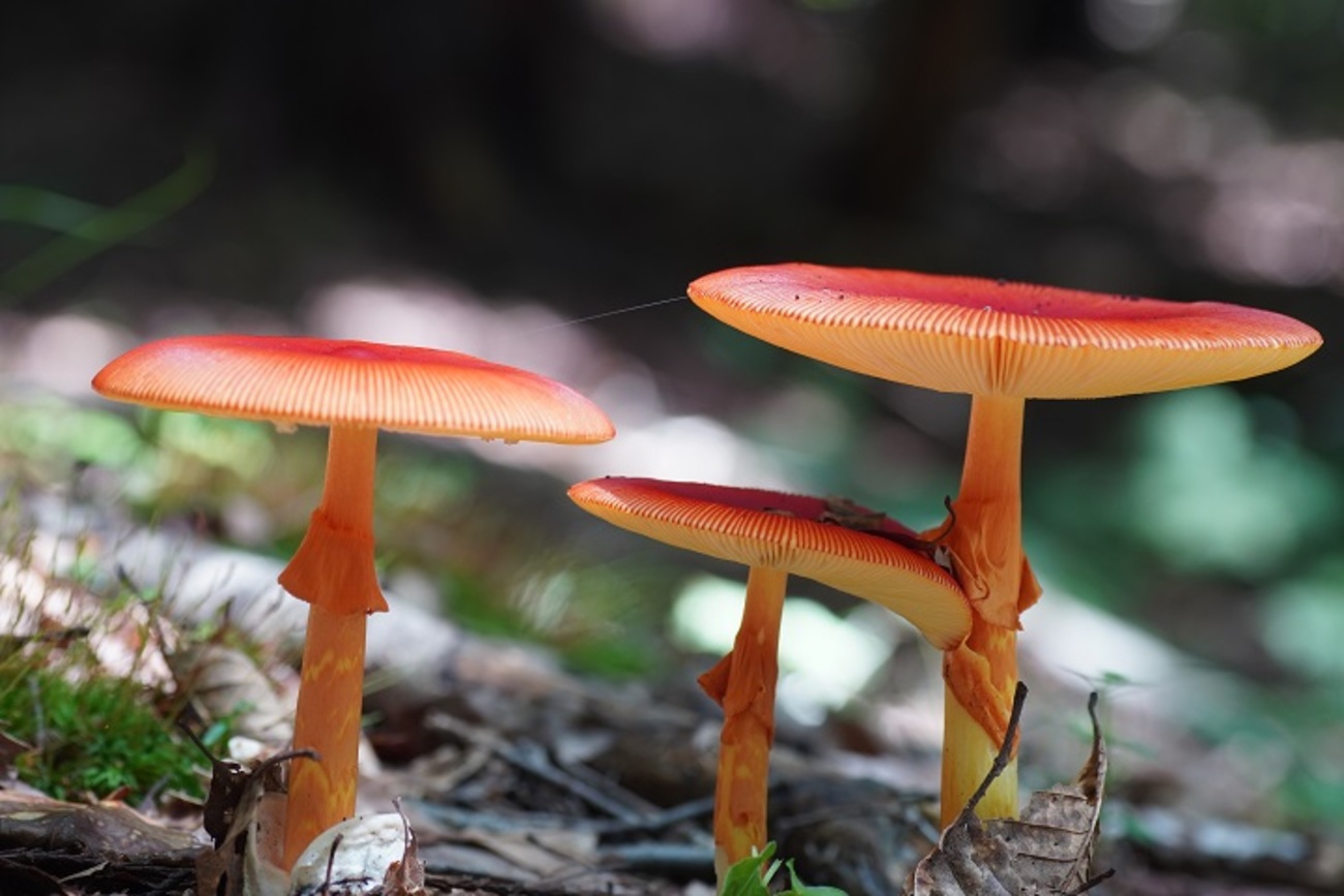 つきのこ ゼニゴケツブチャワンタケOctospora ithacaensis | きのこびと