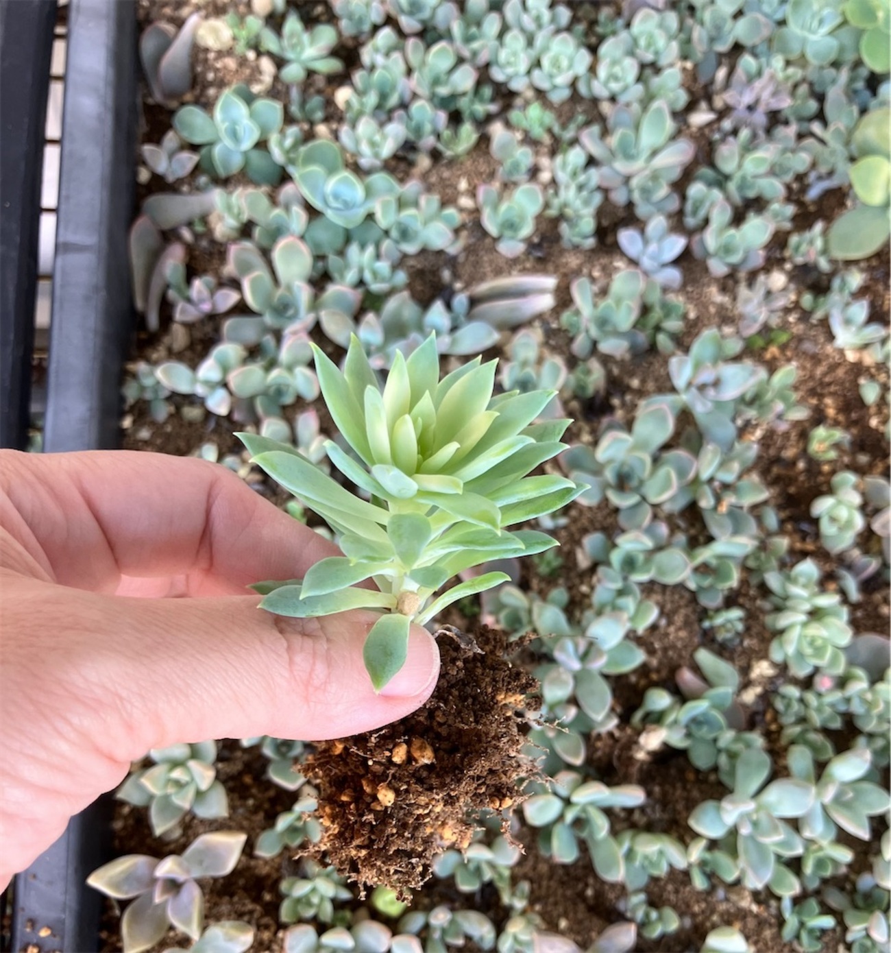 多肉植物の苗を夏越しさせる新しい管理方法 - VINTAGE'S KEY