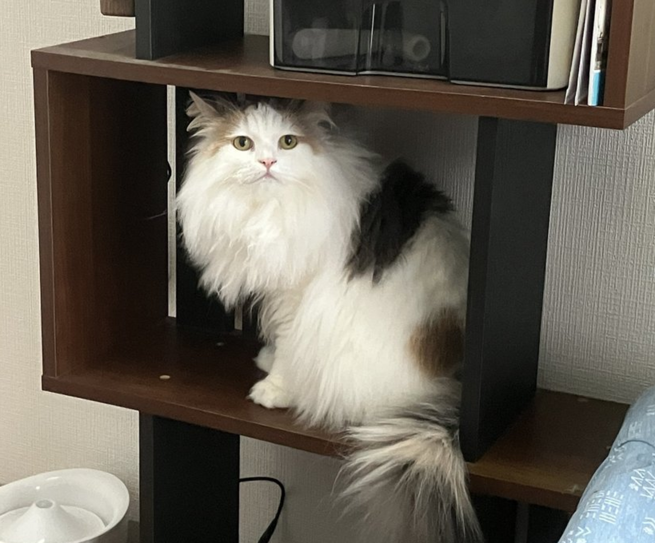 猫の餌のカロリー計算を出来るサービスNekometry(ネコメトリー)を作ったら猫の体重が安定したのサムネイル