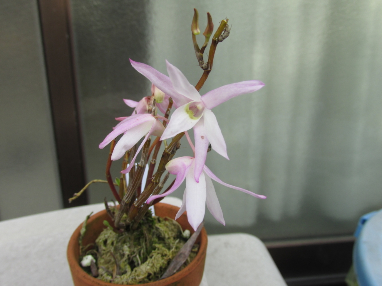 セッコク 薄いピンク中心紫の花 大株吊り鉢ごと発送 75f3341e01eb605820e42ec83b670c