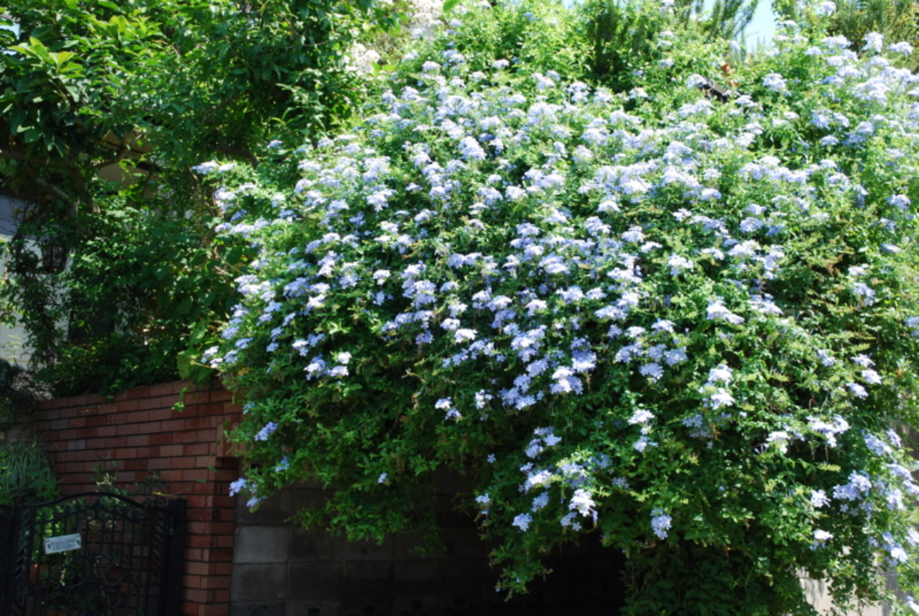 backend=imagemagick;version=1;