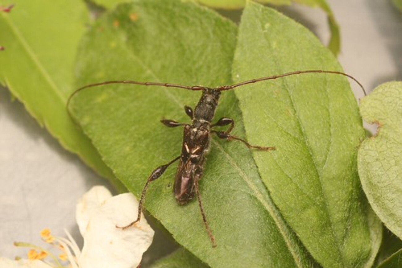 鳳凰山 - ita's diary