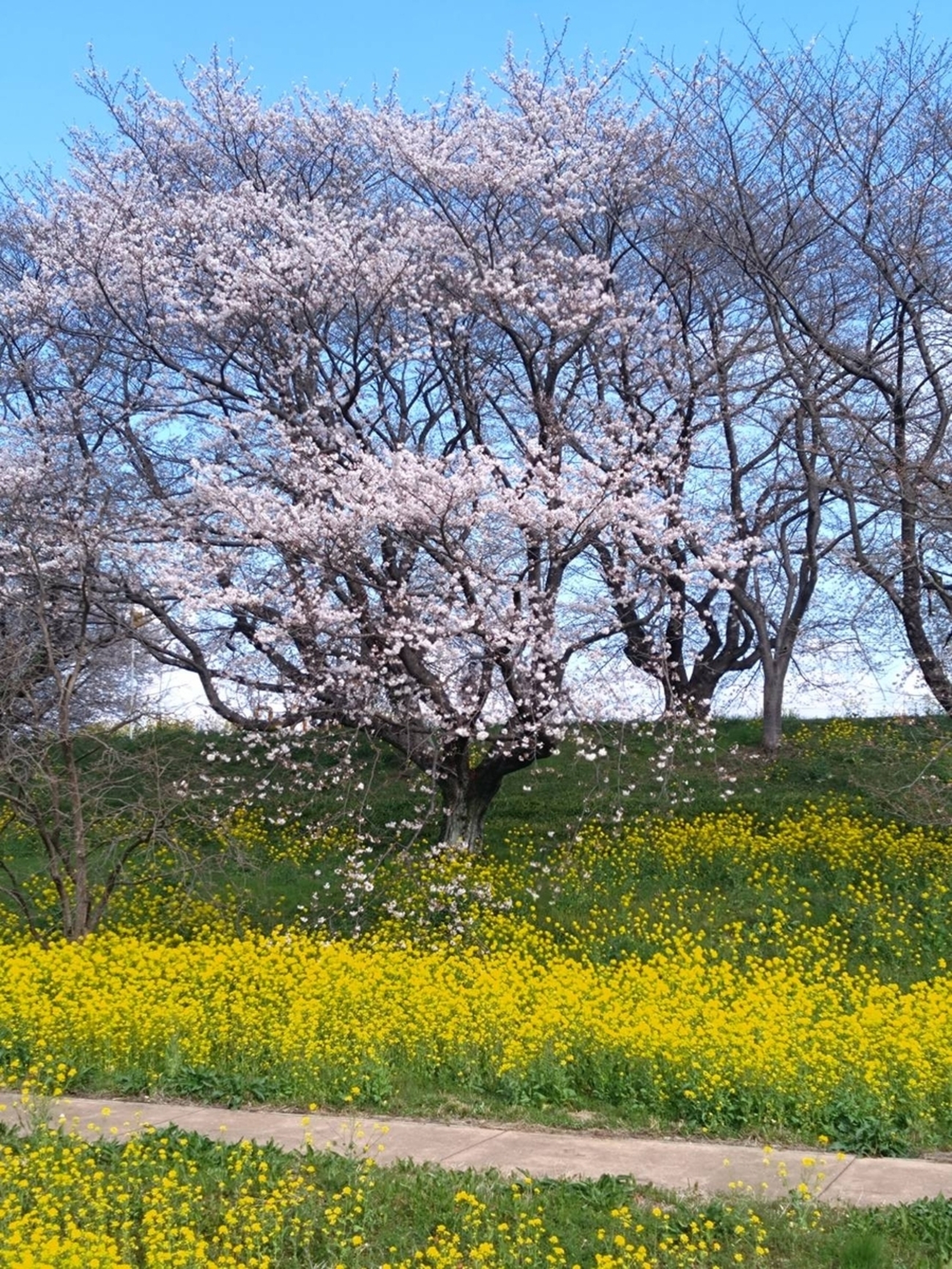 桜が満開を迎えようとしております。