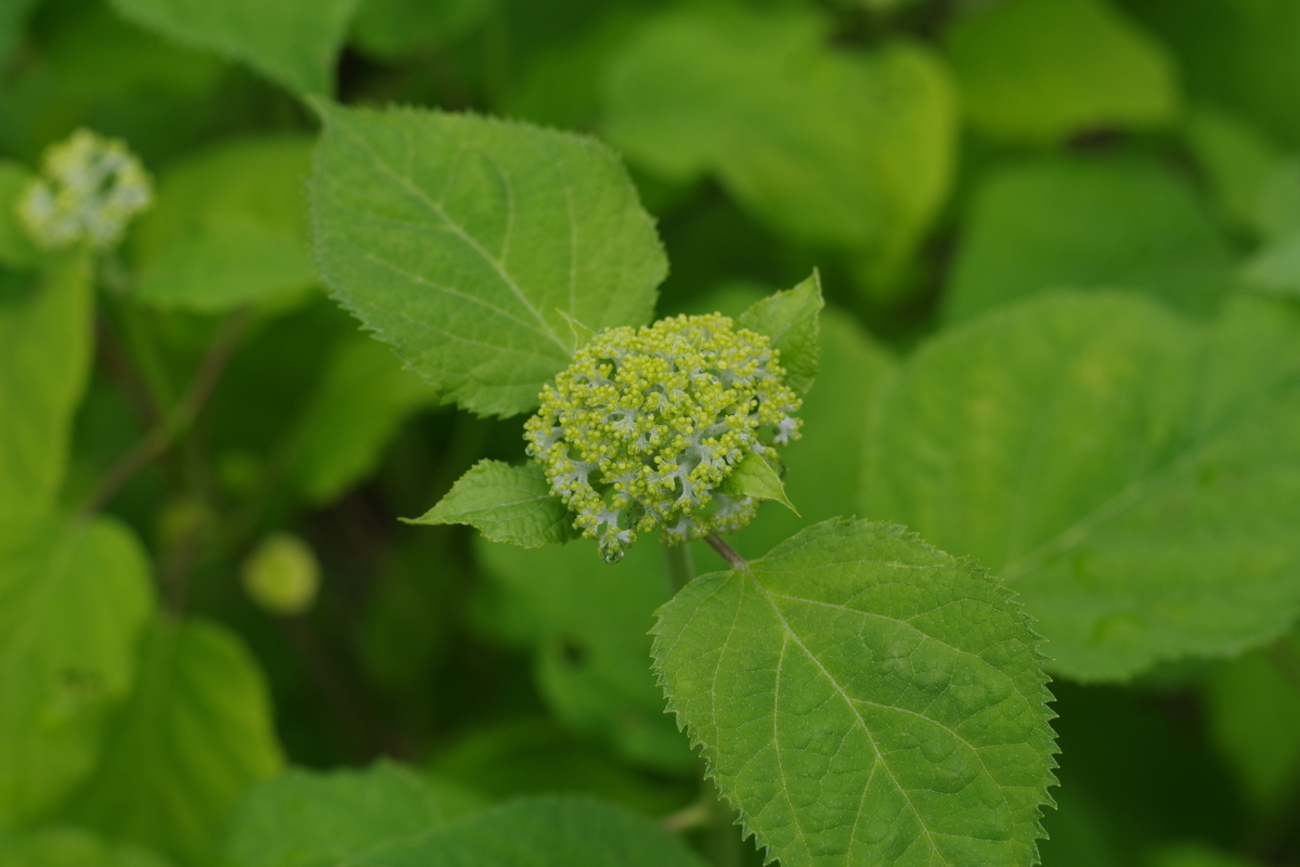 backend=imagemagick;version=1;