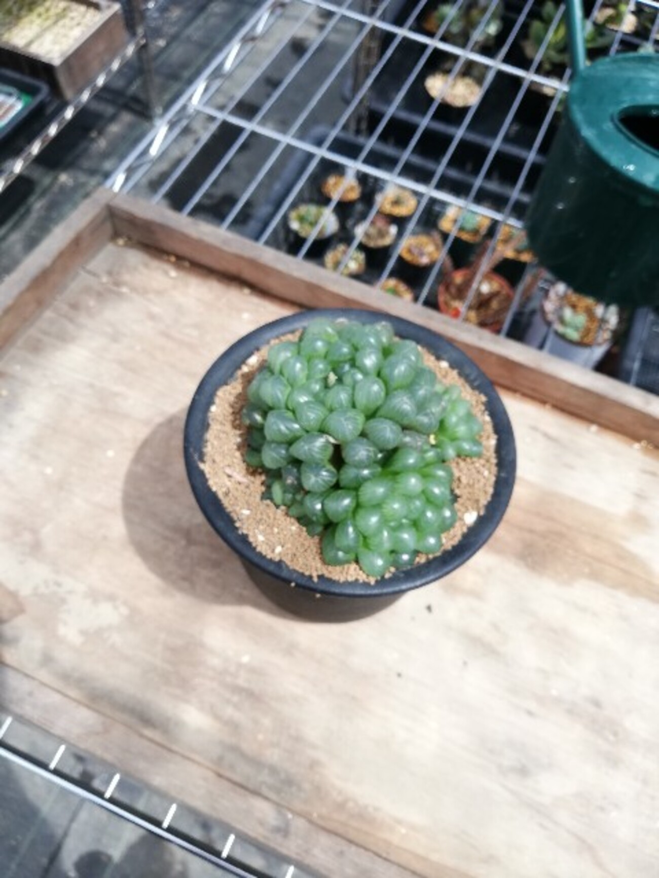 大ぶりなハオルチアのオブツーサ！陽射しに輝く窓はまるで翡翠(ヒスイ 