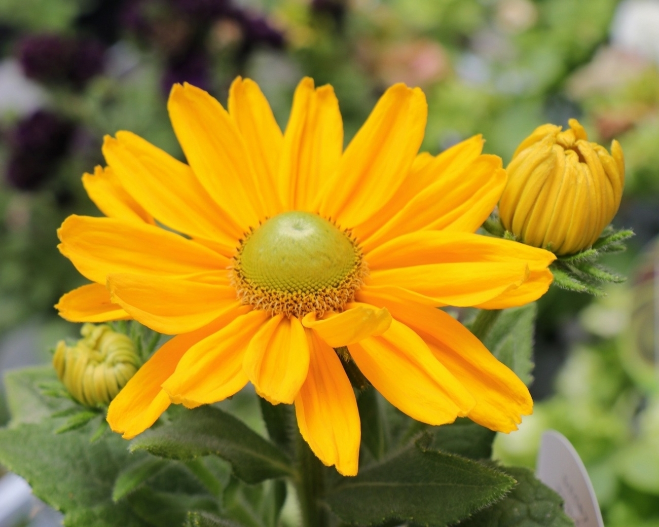 内側の黄色い模様がお花のような可愛いシンメトリカ Amazon.co.jp: 白木彩加 開運 風水花シリーズ「 黄色い花 」(金運向上