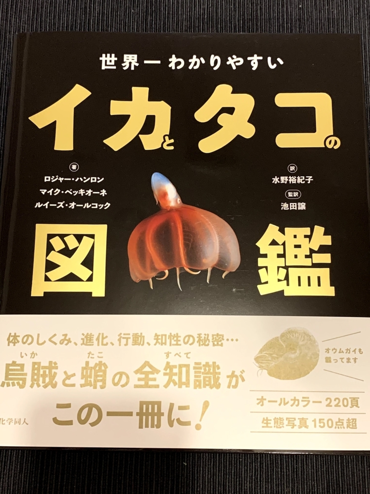 イカ・タコ観察事典 | LINEブランドカタログ