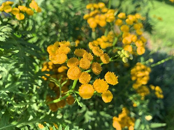タンジーとは 動植物の人気 最新記事を集めました はてな タンジーとは 動植物の人気 最新記事を集めました はてな