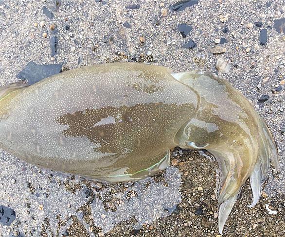 コウイカとは 動植物の人気 最新記事を集めました はてな コウイカとは 動植物の人気 最新記事を集めました はてな