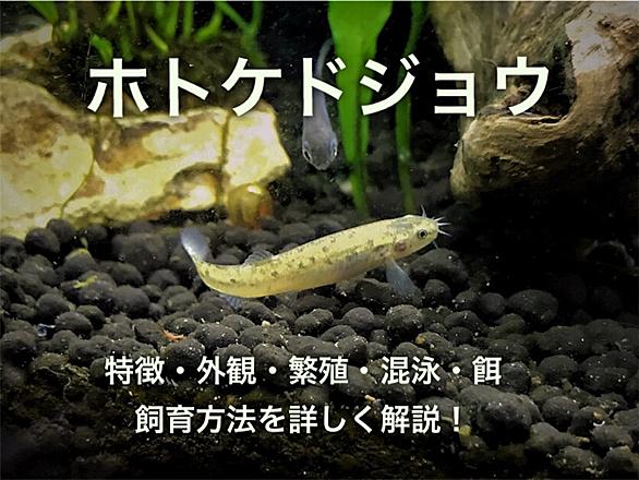ドジョウとは 動植物の人気 最新記事を集めました はてな ドジョウとは 動植物の人気 最新記事を集めました はてな