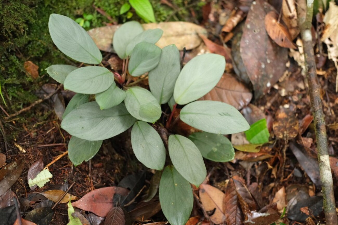 Homalomena sp BNN from Sibolga timur【AZ1223-2】 - azulaquarium