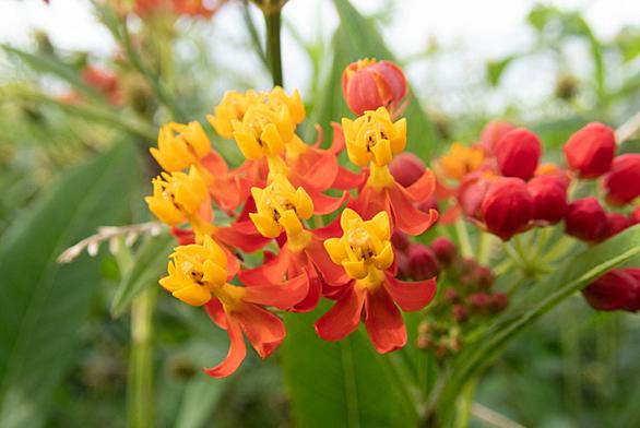 キョウチクトウ科とは 動植物の人気 最新記事を集めました はてな