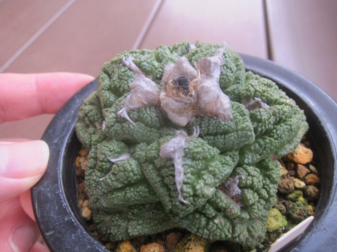 サボテン 亀甲牡丹ゴジラ 国内実生繁殖苗 実生接 （亀甲牡丹 ゴジラ 