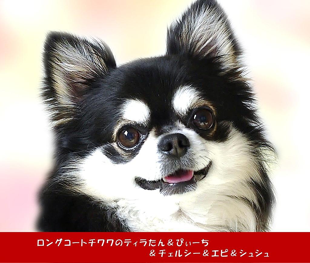 ロングコートチワワのティラたん ぴぃーち チェルシー エピ シュシュ