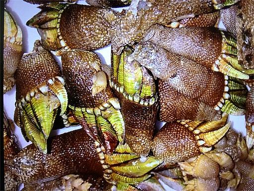 カメノテとは 動植物の人気 最新記事を集めました はてな カメノテとは 動植物の人気 最新記事を集めました はてな