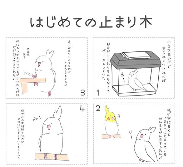 オカメインコとは 動植物の人気 最新記事を集めました はてな オカメインコとは 動植物の人気 最新記事を集めました はてな