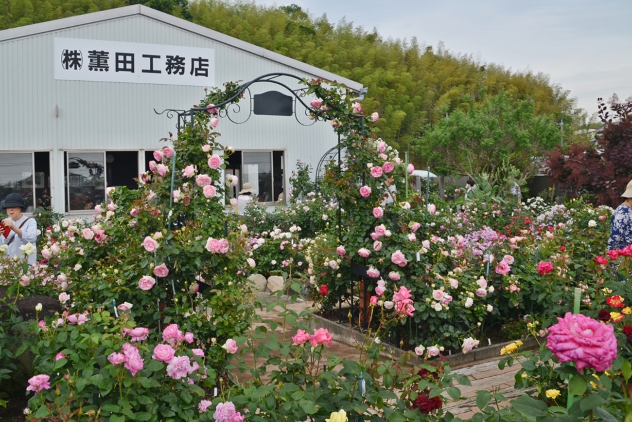 桑名市「薫風バラ園」へ - B高のきままな日記