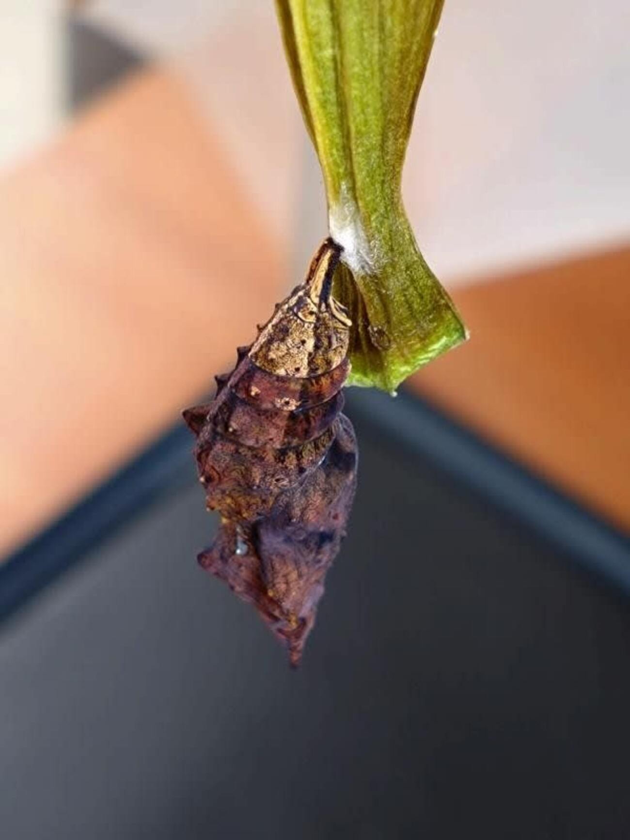 ルリタテハの寄生【蛹のお尻が変色】 - YUの昆虫観察