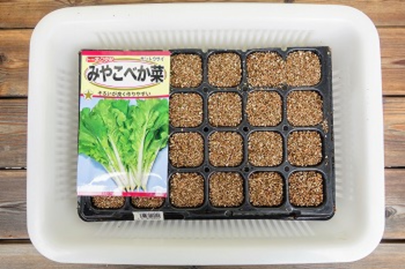プラグトレイで「山東菜（べか菜）」を再栽培。今度は収穫時期を