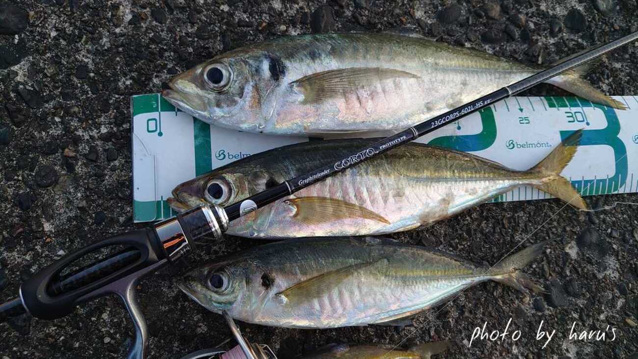 23コルトプロトタイプ インプレ&レビュー - 志摩尾鷲熊野でアジ アオリ 