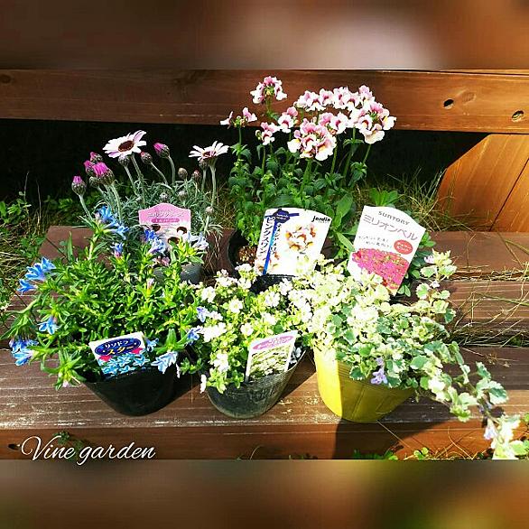 カリブラコアとは 動植物の人気 最新記事を集めました はてな カリブラコアとは 動植物の人気 最新記事を集めました はてな