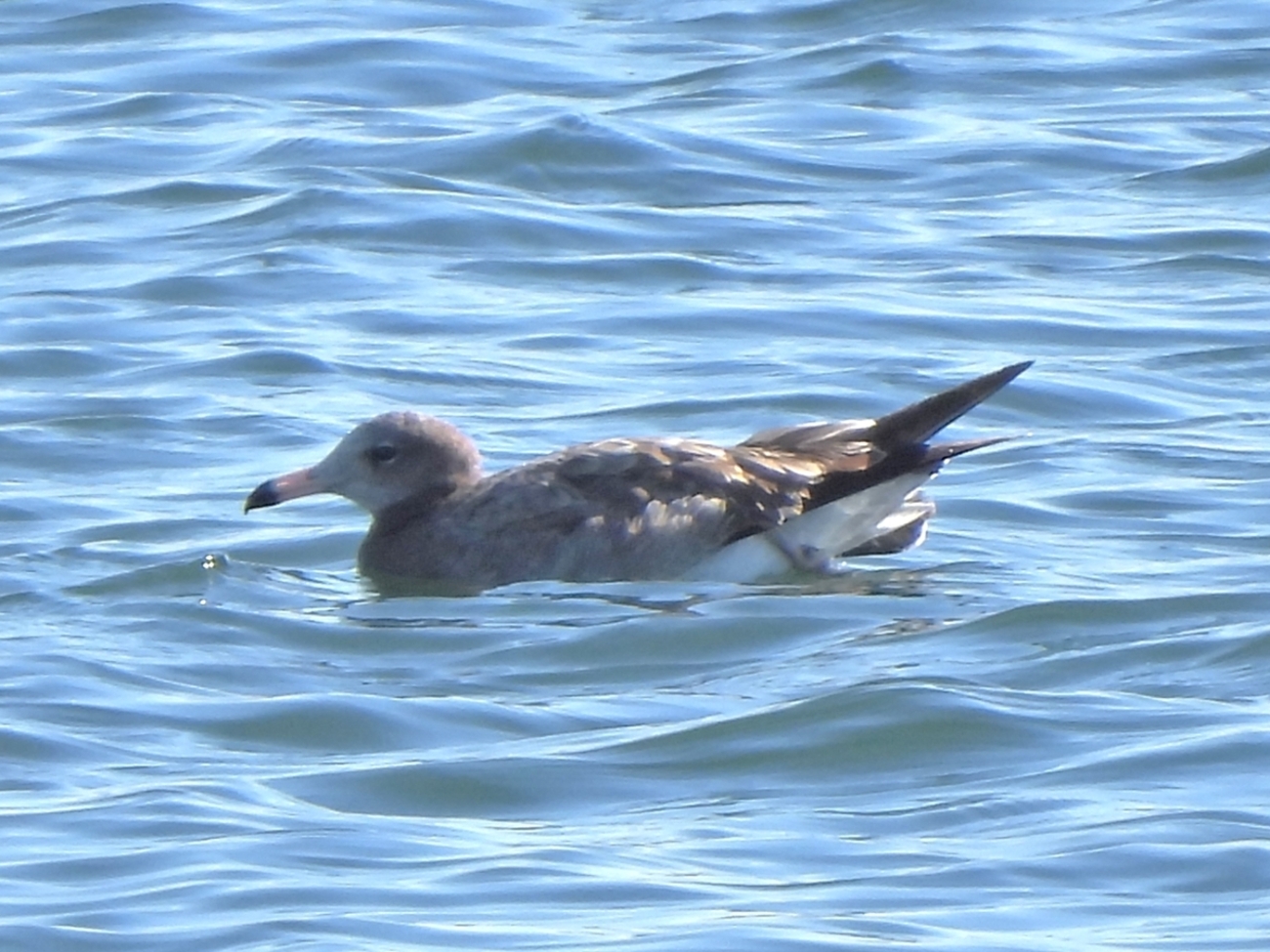 SNS別注UK製R770PRT新品27cmグレーロゴxタイガーカモxトライバル柄 SNS別注UK製R770PRT新品30cmグレーロゴxタイガーカモxトライバル柄