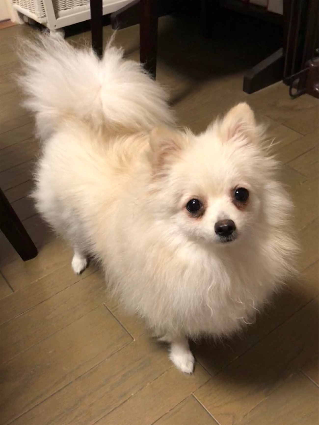 ポメラニアン クリーム色 ふわふわ　の写真 ふわふわポメラニアンのクリーム色～その魅力と成犬になるまでの
