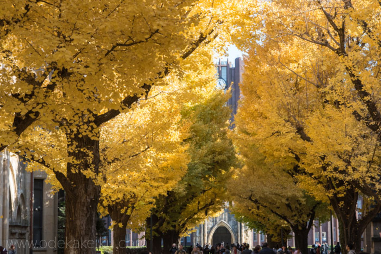 backend=imagemagick;version=1;