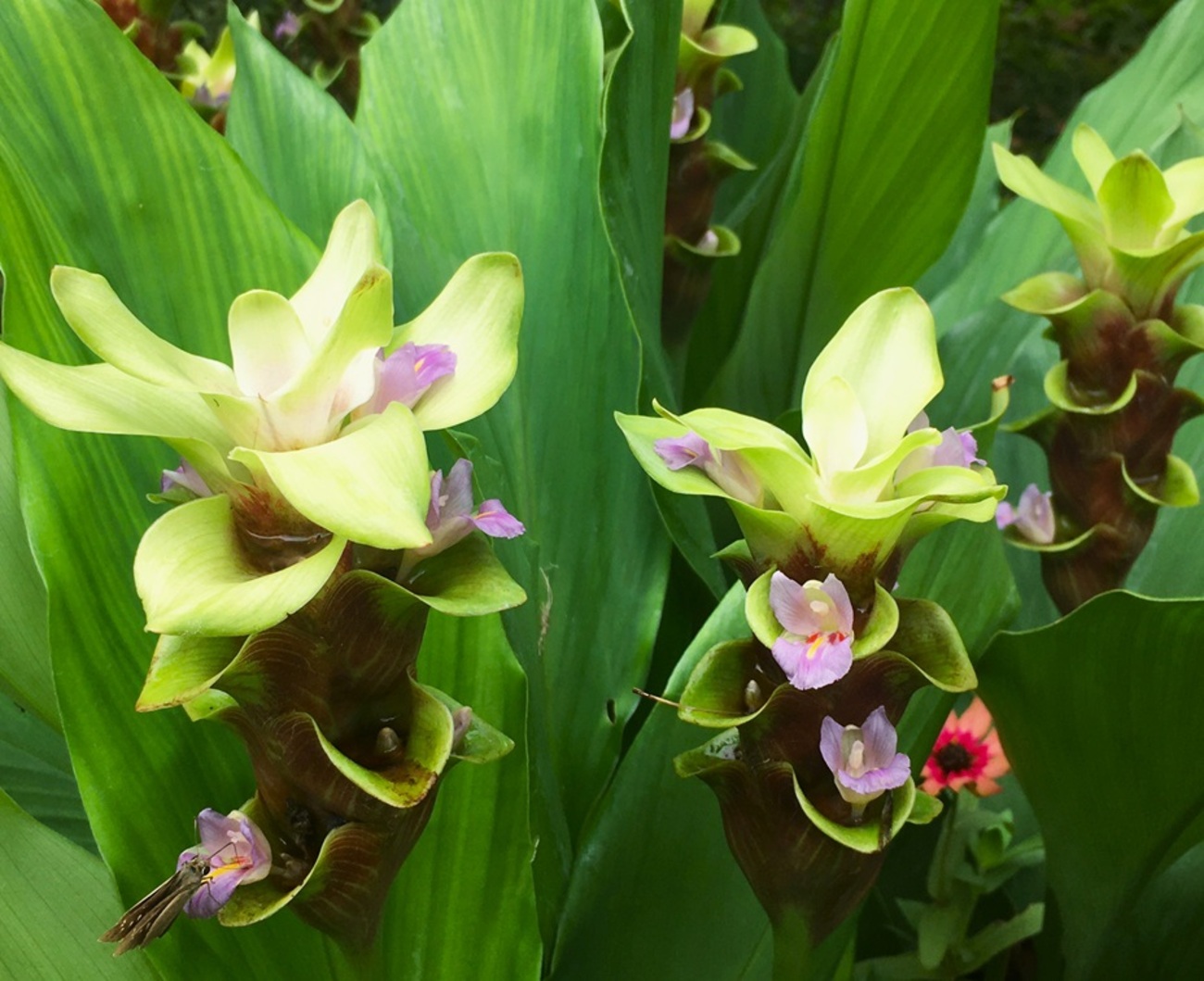 クルクマの花 - Humanoid K's diary