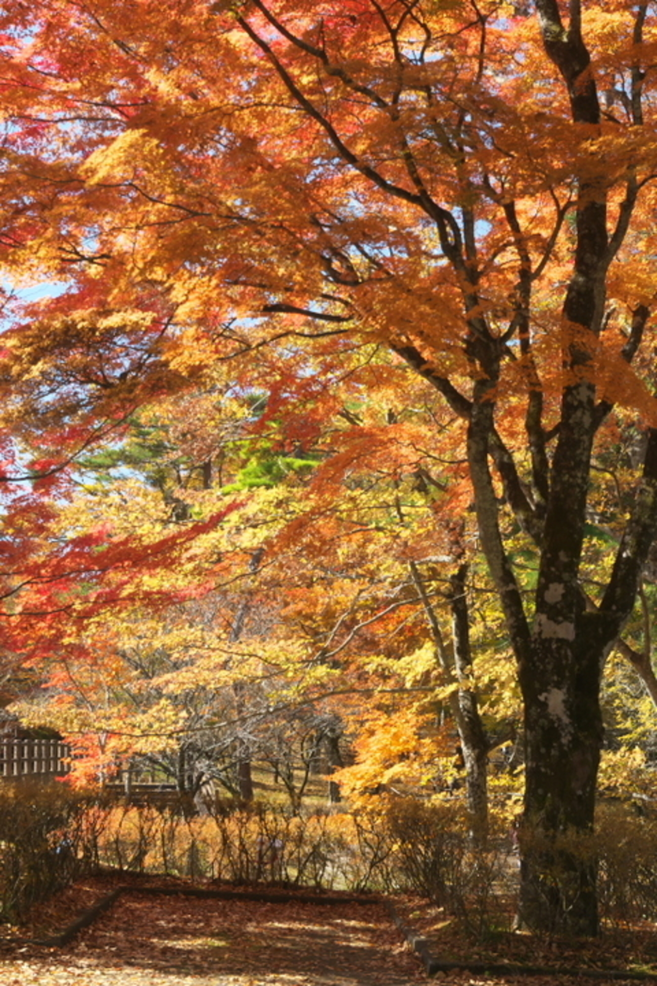 富士山,山中湖などの紅葉 11月1週目後半 - ふじ楽いず楽