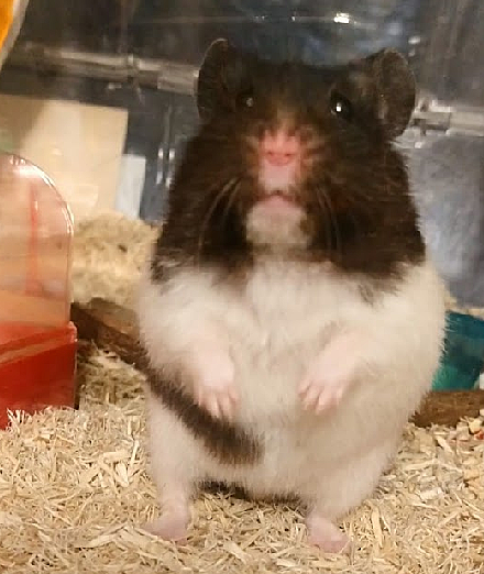 ゴールデンハムスターとは 動植物の人気 最新記事を集めました はてな ゴールデンハムスターとは 動植物の人気 最新記事を集めました はてな