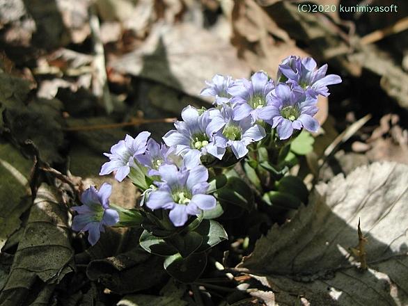 フデリンドウとは 動植物の人気 最新記事を集めました はてな