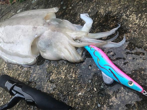 コウイカとは 動植物の人気 最新記事を集めました はてな コウイカとは 動植物の人気 最新記事を集めました はてな