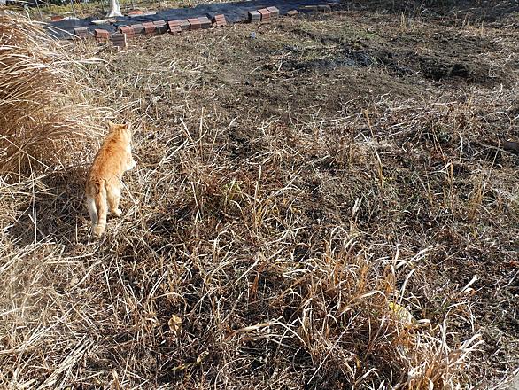 レモンバームとは 動植物の人気 最新記事を集めました はてな