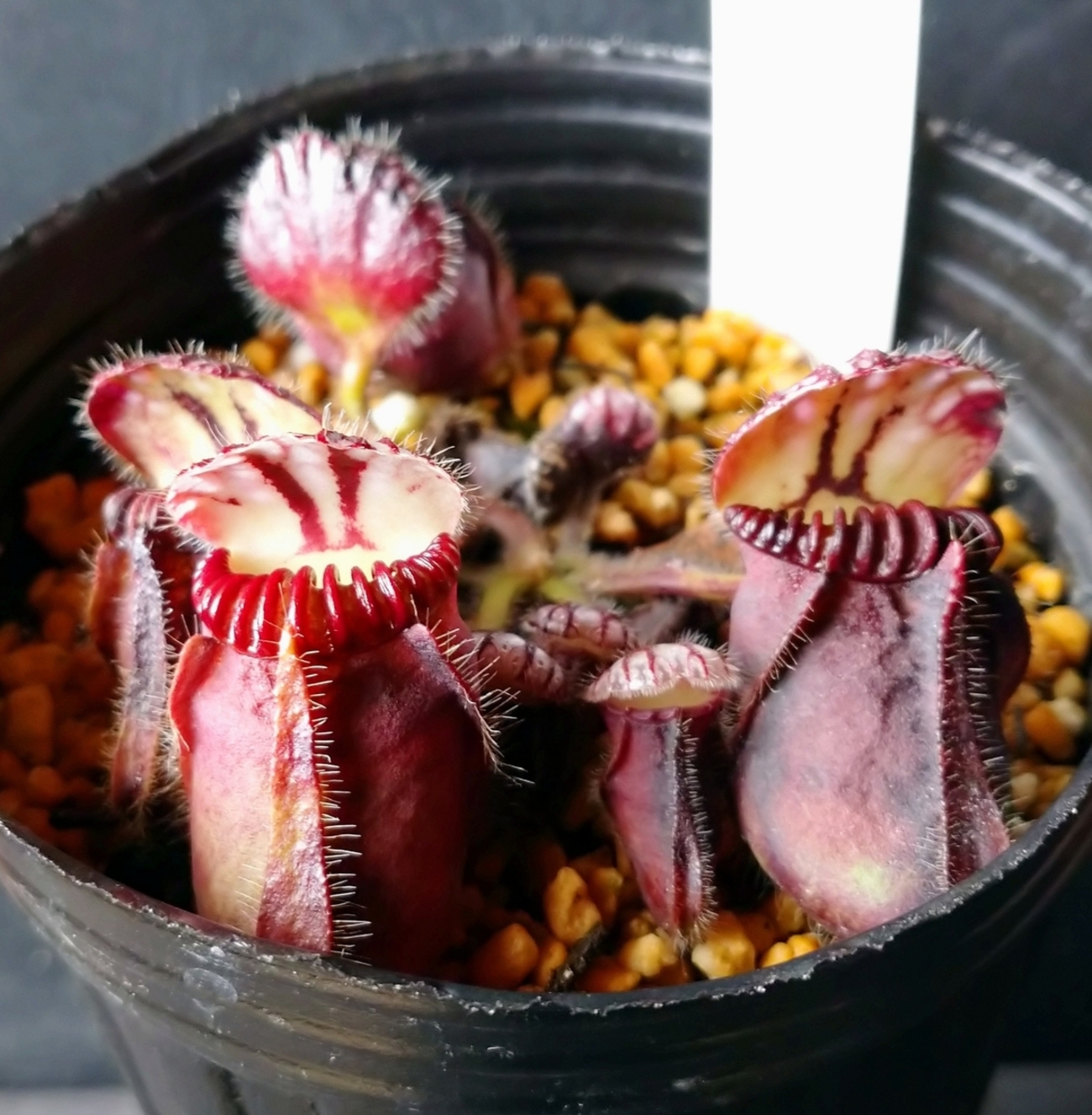 Cephalotus 