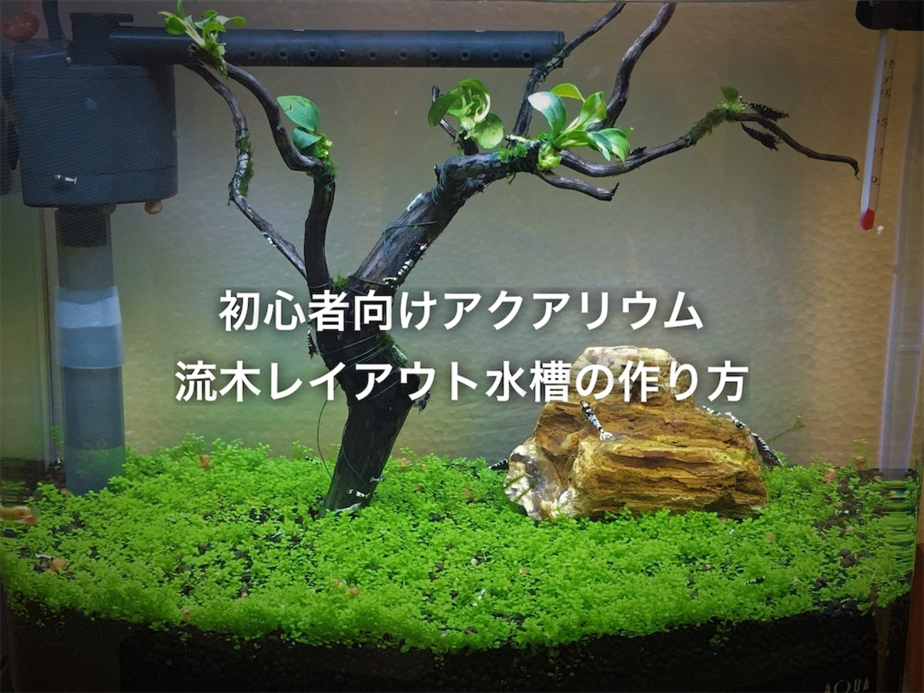 初心者向けアクアリウム流木レイアウト水槽の作り方 - たなごGo！
