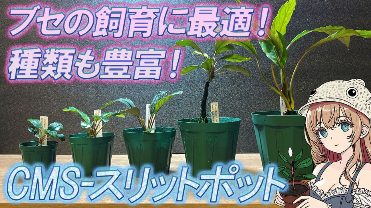 ブセの水上飼育に最適！絶好調おすすめ鉢！CMS-スリットポットを徹底