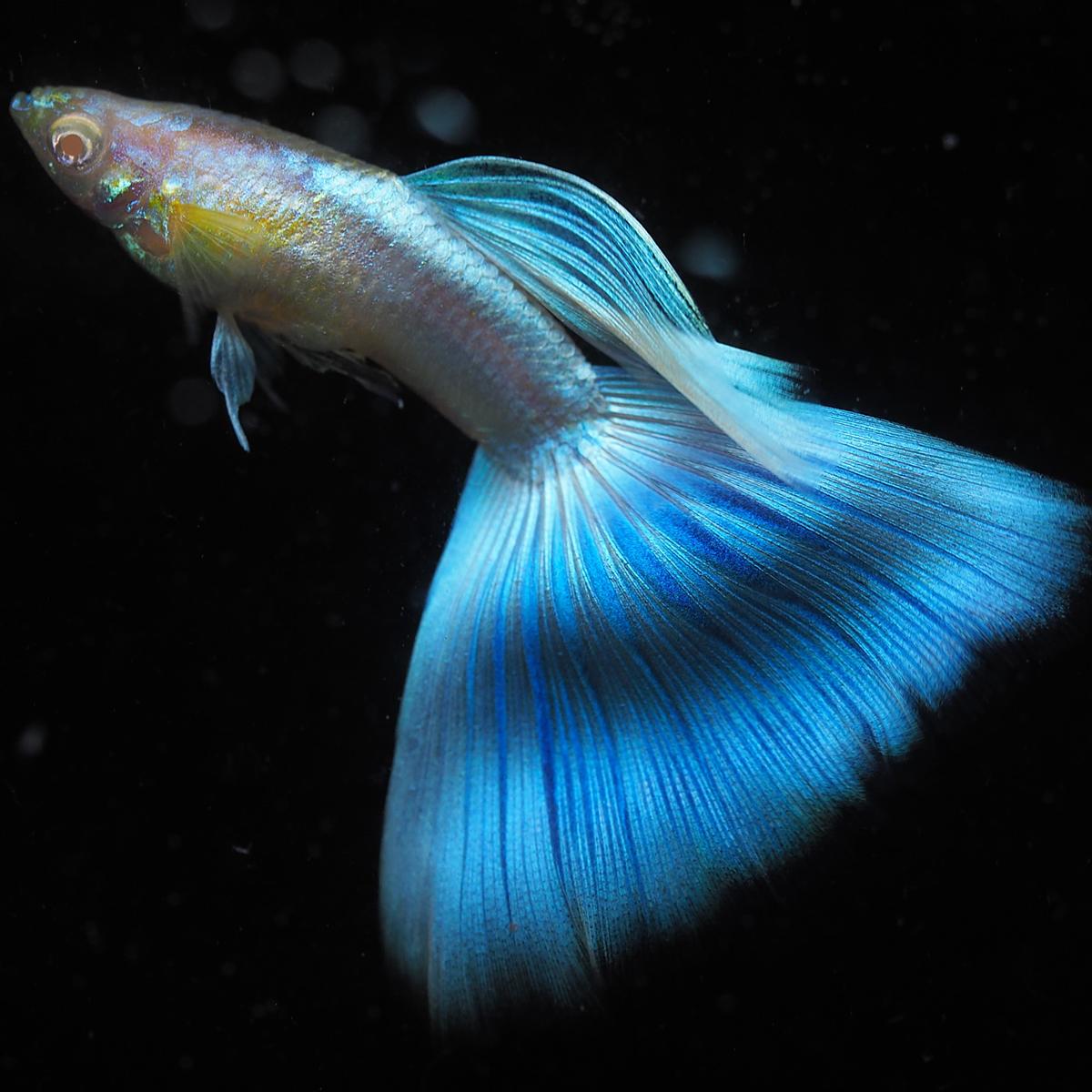 ブログ カテゴリーの記事一覧 グッピーjournal