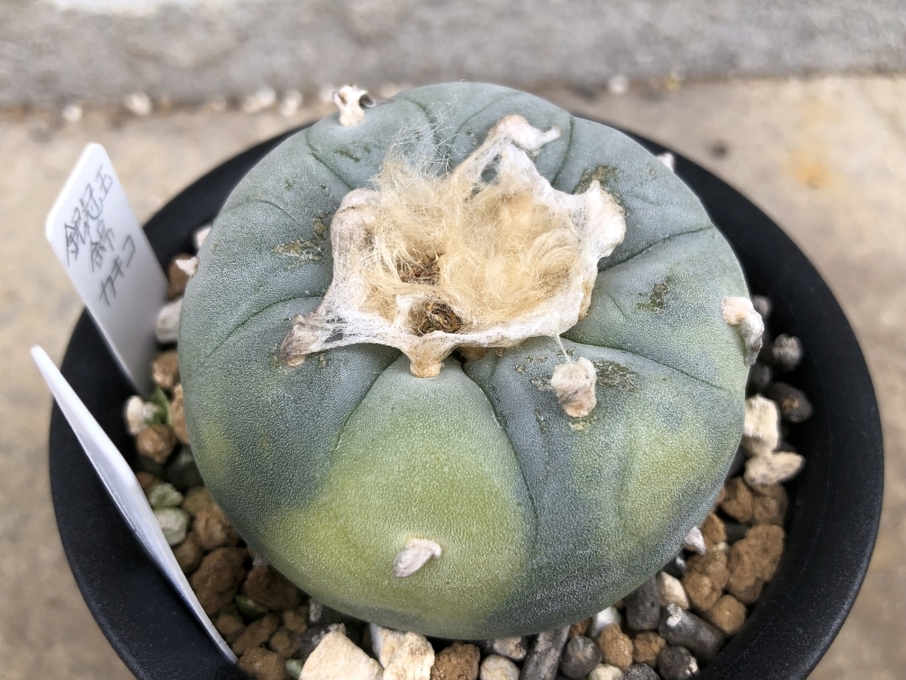 銀冠玉錦 - cactuspower サボテン日記