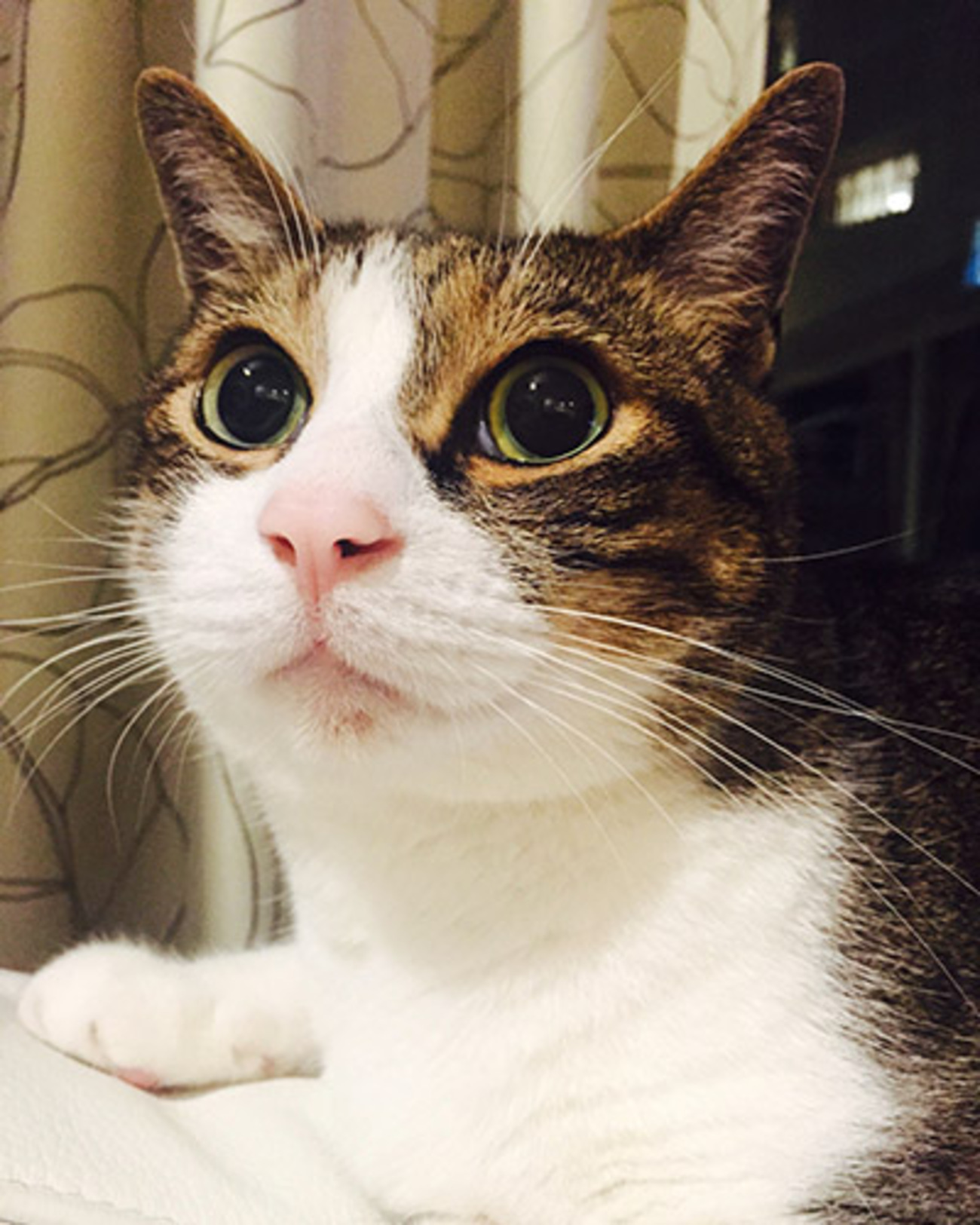 リング　オパール　証明書付き 楽天市場】ピンキーリング オパール 3mm K10ホワイトゴールド