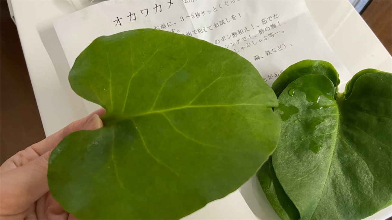 おかわかめ70g 朝収穫 葉 オカワカメ 雲南百薬 無農薬栽培 お試し 健康 