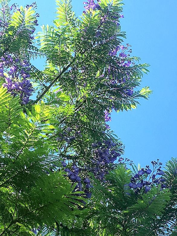 ホウオウボクとは 動植物の人気 最新記事を集めました はてな ホウオウボクとは 動植物の人気 最新記事を集めました はてな