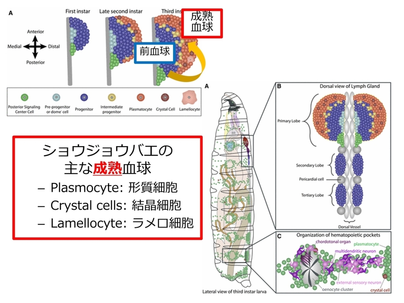 Drosophila(ショウジョウバエ)における造血と寄生蜂侵入時の反応