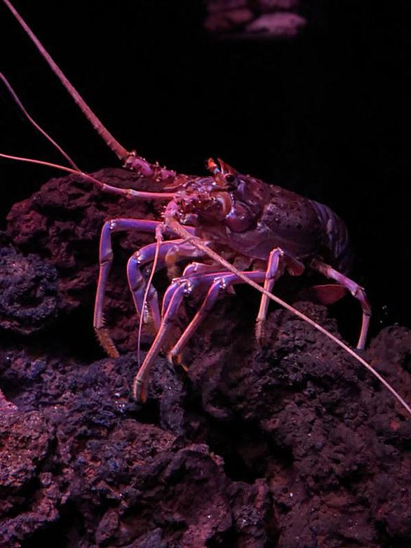 イシダタミヤドカリとは 動植物の人気 最新記事を集めました はてな
