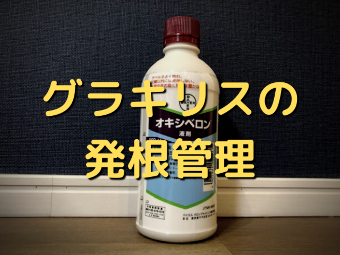 速達！！赤肌　グラキリス　ベアルート　状態良好 春の植え替え・発根チャレンジセット】グラキリスベアルート