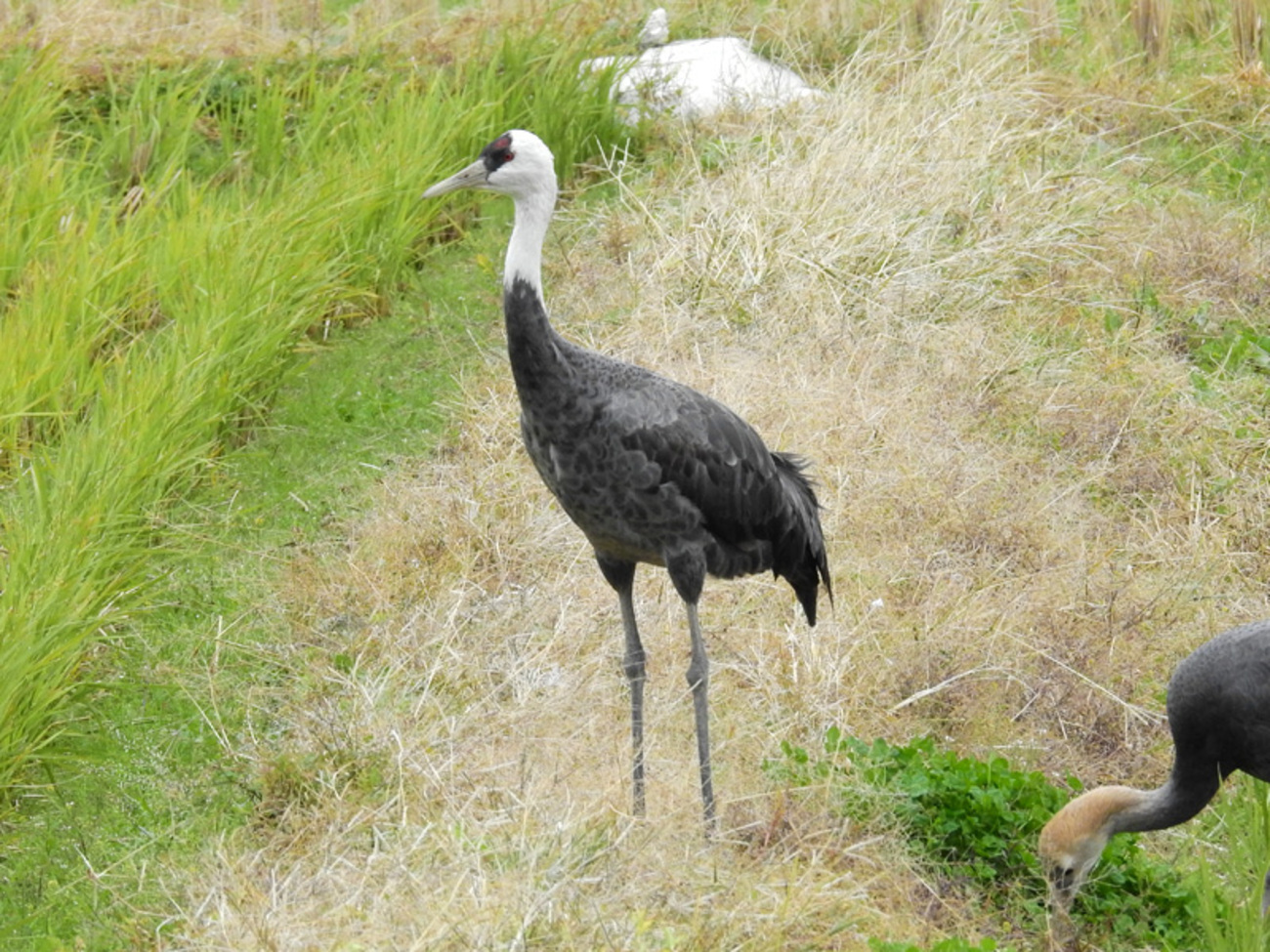 ツル（鶴）科の野鳥の種類と魅力｜首の長い優雅で美しい国民的な鳥たち 